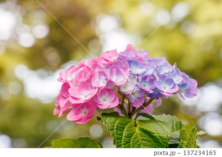 紫陽花が満開の下田公園あじさい祭り。静岡県下田市-2025 伊豆半島最南端 137234165