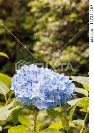 紫陽花が満開の下田公園あじさい祭り。静岡県下田市-2025 伊豆半島最南端 137234167