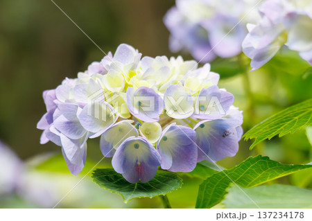 紫陽花が満開の下田公園あじさい祭り。静岡県下田市-2025 伊豆半島最南端 紫陽花が満開の下田公園あじさい祭り。静岡県下田市-2025 伊豆半島最南端 137234178
