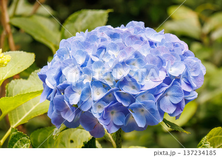 紫陽花が満開の下田公園あじさい祭り。静岡県下田市-2025 伊豆半島最南端 紫陽花が満開の下田公園あじさい祭り。静岡県下田市-2025 伊豆半島最南端 137234185