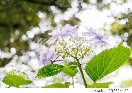 紫陽花が満開の下田公園あじさい祭り。静岡県下田市-2025 伊豆半島最南端 紫陽花が満開の下田公園あじさい祭り。静岡県下田市-2025 伊豆半島最南端 137234186