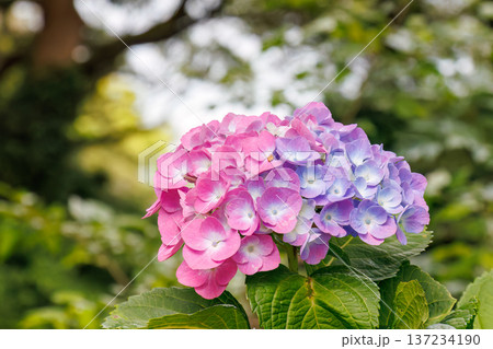 紫陽花が満開の下田公園あじさい祭り。静岡県下田市-2025 伊豆半島最南端 137234190