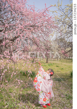 梅の花と着物姿の子供の縦画像 137234233
