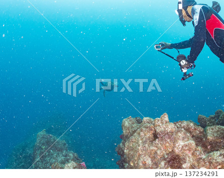 アオウミガメ他。ヒリゾ浜南伊豆町中木 静岡県伊豆半島-2025 日本有数のシュノーケリングスポット。 137234291