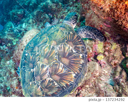 アオウミガメ他。ヒリゾ浜南伊豆町中木 静岡県伊豆半島-2025 日本有数のシュノーケリングスポット。 アオウミガメ他。ヒリゾ浜南伊豆町中木 静岡県伊豆半島-2025 日本有数のシュノーケリングスポット。 137234292