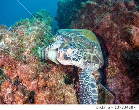 アオウミガメ他。ヒリゾ浜南伊豆町中木 静岡県伊豆半島-2025 日本有数のシュノーケリングスポット。 137234297