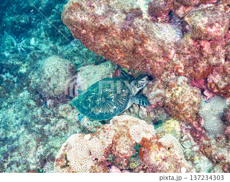 アオウミガメ他。ヒリゾ浜南伊豆町中木 静岡県伊豆半島-2025 日本有数のシュノーケリングスポット。 アオウミガメ他。ヒリゾ浜南伊豆町中木 静岡県伊豆半島-2025 日本有数のシュノーケリングスポット。 137234303