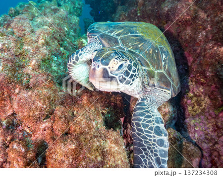 アオウミガメ他。ヒリゾ浜南伊豆町中木 静岡県伊豆半島-2025 日本有数のシュノーケリングスポット。 137234308