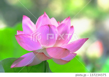 大賀ハスの花 大賀ハスの花 137234375