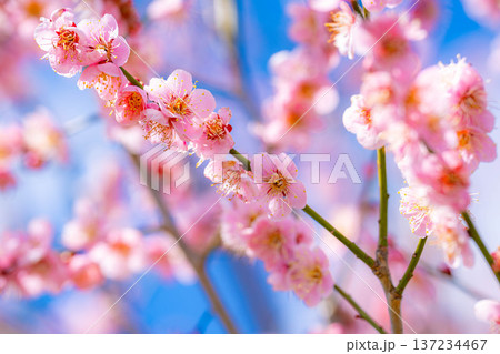 【花素材】早春の梅の花と青空【静岡県】 137234467