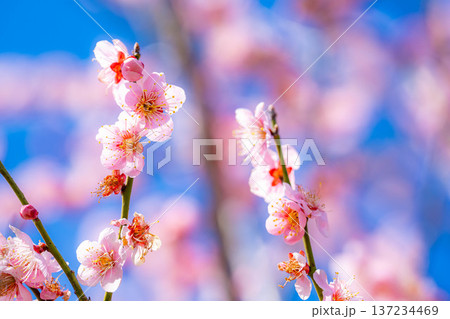 【花素材】早春の梅の花と青空【静岡県】 137234469