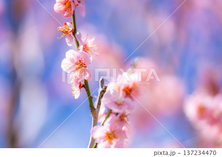 【花素材】早春の梅の花と青空【静岡県】 137234470