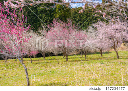 【花素材】早春の梅の花と青空【静岡県】 【花素材】早春の梅の花と青空【静岡県】 137234477