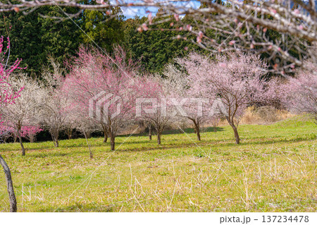 【花素材】早春の梅の花と青空【静岡県】 【花素材】早春の梅の花と青空【静岡県】 137234478