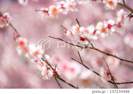 【花素材】早春の梅の花と青空【静岡県】 【花素材】早春の梅の花と青空【静岡県】 137234486