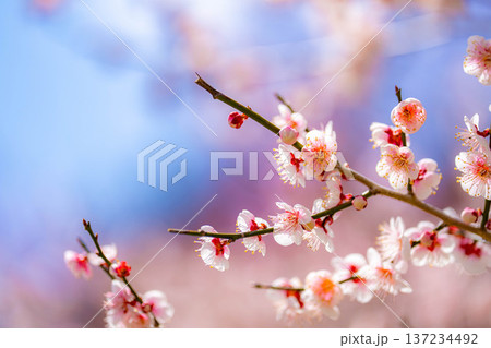 【花素材】早春の梅の花と青空【静岡県】 137234492