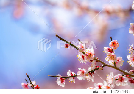 【花素材】早春の梅の花と青空【静岡県】 137234493