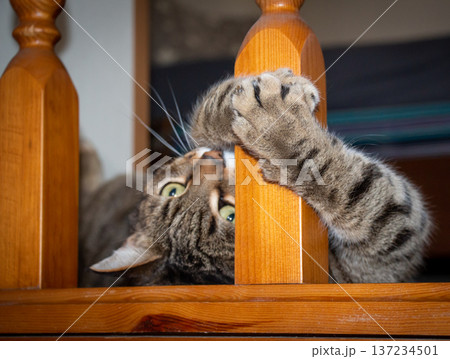 The cat is playing 137234501