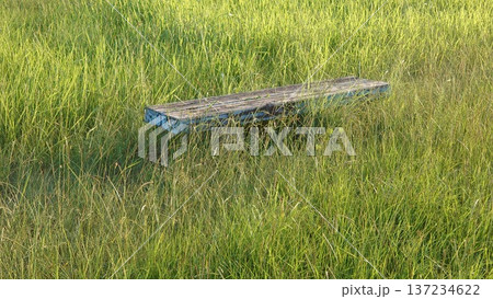 雑草に埋もれるベンチ 137234622