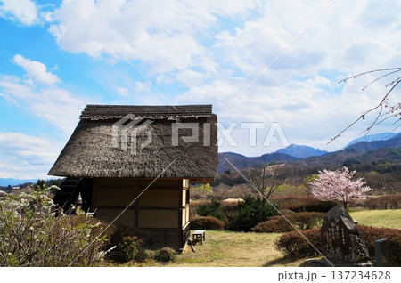 サクラ　水車小屋 137234628