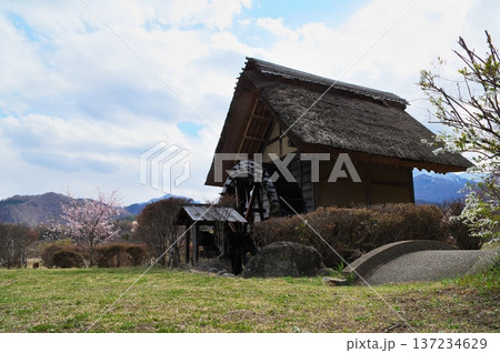 サクラ　水車小屋 137234629