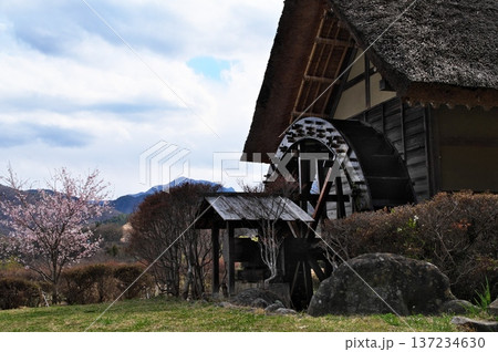 サクラ　水車小屋 137234630