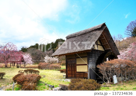 サクラ 水車小屋 サクラ 水車小屋 137234636