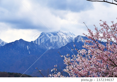 サクラ　水車小屋 137234637