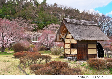 サクラ　水車小屋 137234638