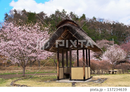 サクラ　水車小屋 137234639