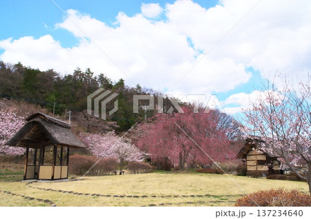 サクラ　水車小屋 137234640