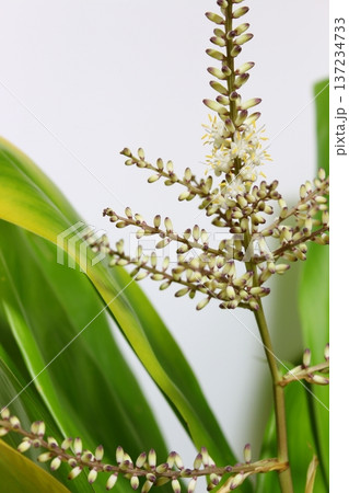 ドラセナ開花記録 開花途中 花芽から開き始める様子 137234733