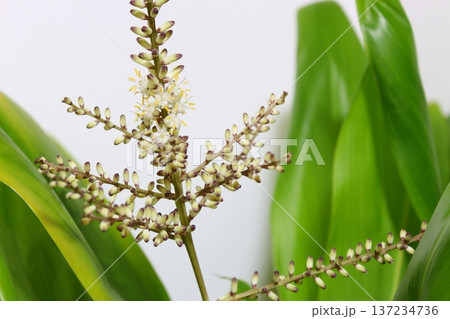 ドラセナ開花記録 開花途中 花芽から開き始める様子 ドラセナ開花記録 開花途中 花芽から開き始める様子 137234736