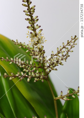 ドラセナ開花記録 開花途中 花芽から開き始める様子 137234738