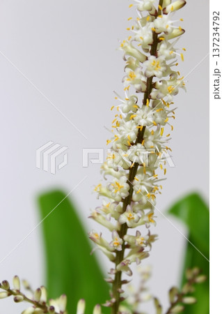 【ドラセナ】花・蕾・花芽 観葉植物「花言葉/幸福・幸運」 【ドラセナ】花・蕾・花芽 観葉植物「花言葉/幸福・幸運」 137234792