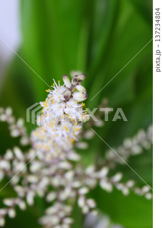 ドラセナ開花記録 珍しい開花 クローズアップ 観葉植物の花 137234804