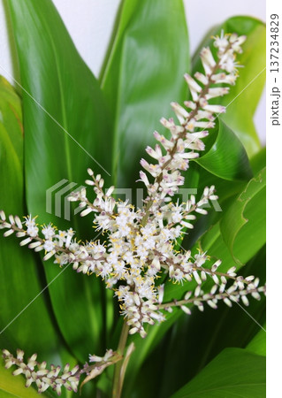 ドラセナ開花記録 珍しい開花 クローズアップ 観葉植物の花 137234829