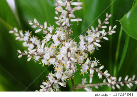 【ドラセナ】花・蕾・花芽　観葉植物「花言葉／幸福・幸運」 137234841