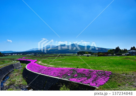 阿蘇の山並みと満開の芝桜 阿蘇の山並みと満開の芝桜 137234848
