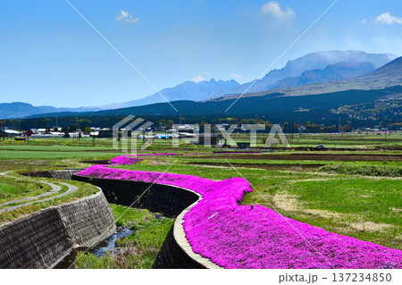 阿蘇の山並みと満開の芝桜 阿蘇の山並みと満開の芝桜 137234850