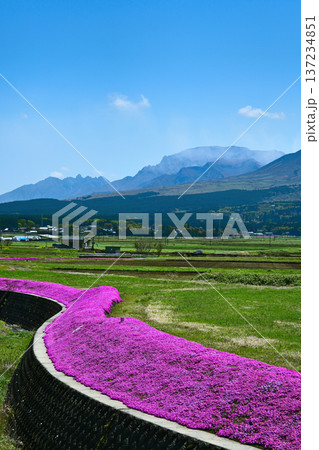 阿蘇の山並みと満開の芝桜 阿蘇の山並みと満開の芝桜 137234851