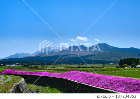 阿蘇の山並みと満開の芝桜 137234852