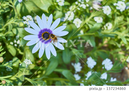 花の蜜を吸う蜜蜂 花の蜜を吸う蜜蜂 137234860