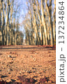 Autumn Forest Trail. Peaceful Lateautumn Landscape With Bare Trees And Golden Sunlight Illuminating Path 137234864