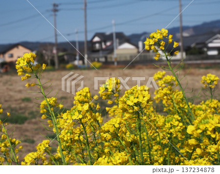 早春の日差しを浴びた菜の花(アブラナが黄色い花をつけた香長平野) 早春の日差しを浴びた菜の花(アブラナが黄色い花をつけた香長平野) 137234878