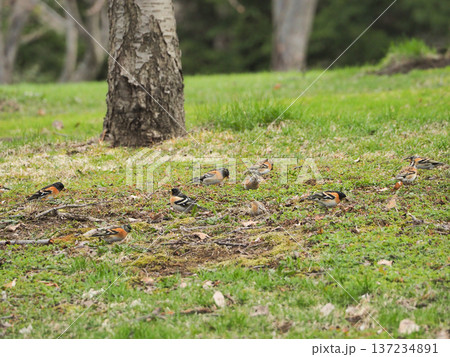 地上のアトリの群れ 137234891