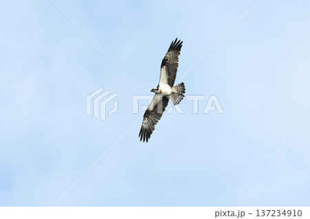 ミサゴの旋回 137234910