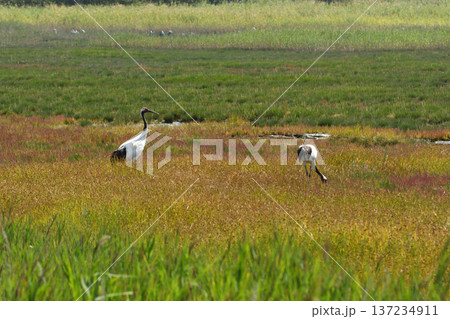 湿原で採餌するタンチョウ 湿原で採餌するタンチョウ 137234911