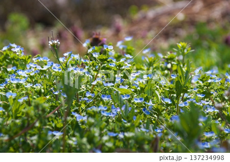 星の瞳 野草 星の瞳 野草 137234998