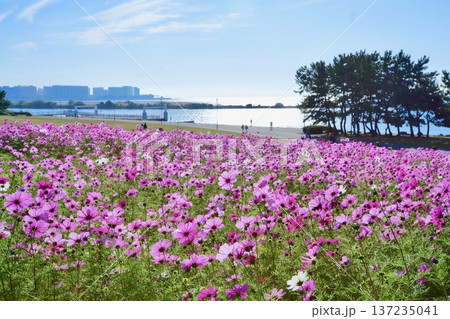 葛西臨海公園のコスモス 137235041